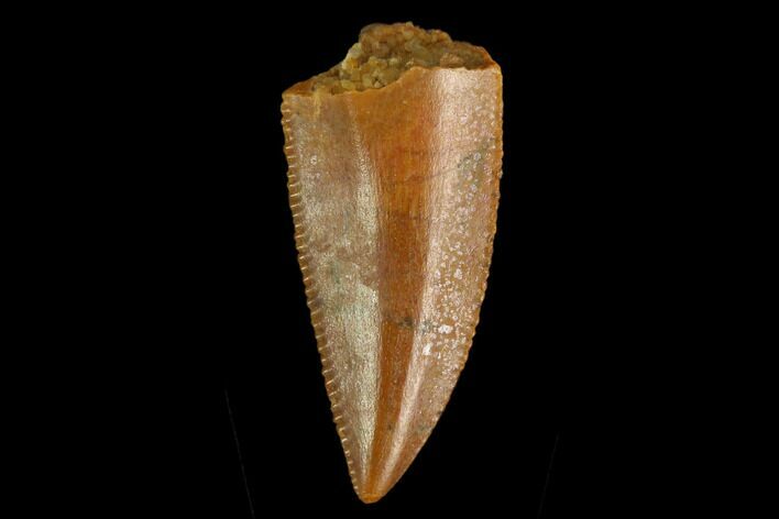 Serrated, Raptor Tooth - Real Dinosaur Tooth #130337